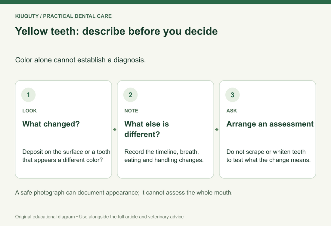 Yellow teeth: describe before you decide. Color alone cannot establish a diagnosis.