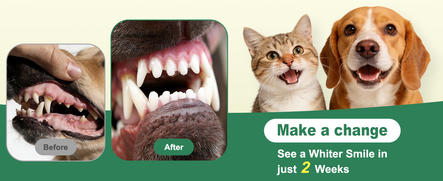 Kiuquty dental powder product benefit highlight